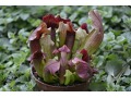 Sarracenia purpurea - špirlice nachová