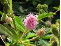 Mimosa pudica - citlivka stydlivá