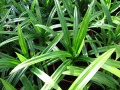 Pandanus amaryllifolius - pandan, rampe