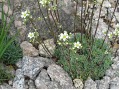 Saxifraga paniculata Minor - lomikámen