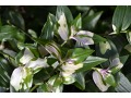 Tradescantia 