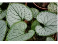 Brunnera macrophylla 