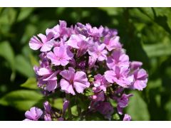 Phlox paniculata 