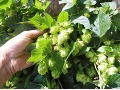 Humulus lupulus - chmel otáčivý