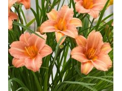 Hemerocallis EveryDaylily™ Pink Wing® - denivka značka zahradnictví