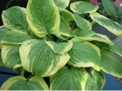 Hosta 