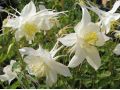 Aquilegia vulgaris  