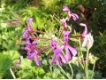 Pelargonium reniforme - muškát