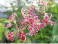 Pelargonium cafrum - muškát