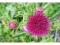 Cirsium rivulare 