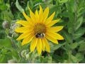 Helianthus mollis - slunečnice měkká, vytrvalá