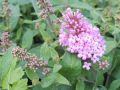 Buddleja davidii  