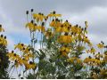 Rudbeckia maxima - třapatka největší