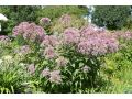 Eupatorium ( Eutrochium ) purpureum - sadec