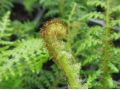 Cyathea tomentosissima - stromová kapradina