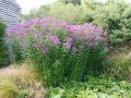 Vernonia noveboracensis - vernonie